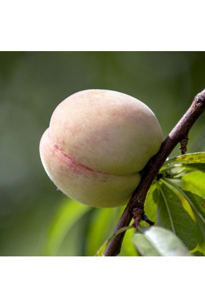 Персик Білий лебідь